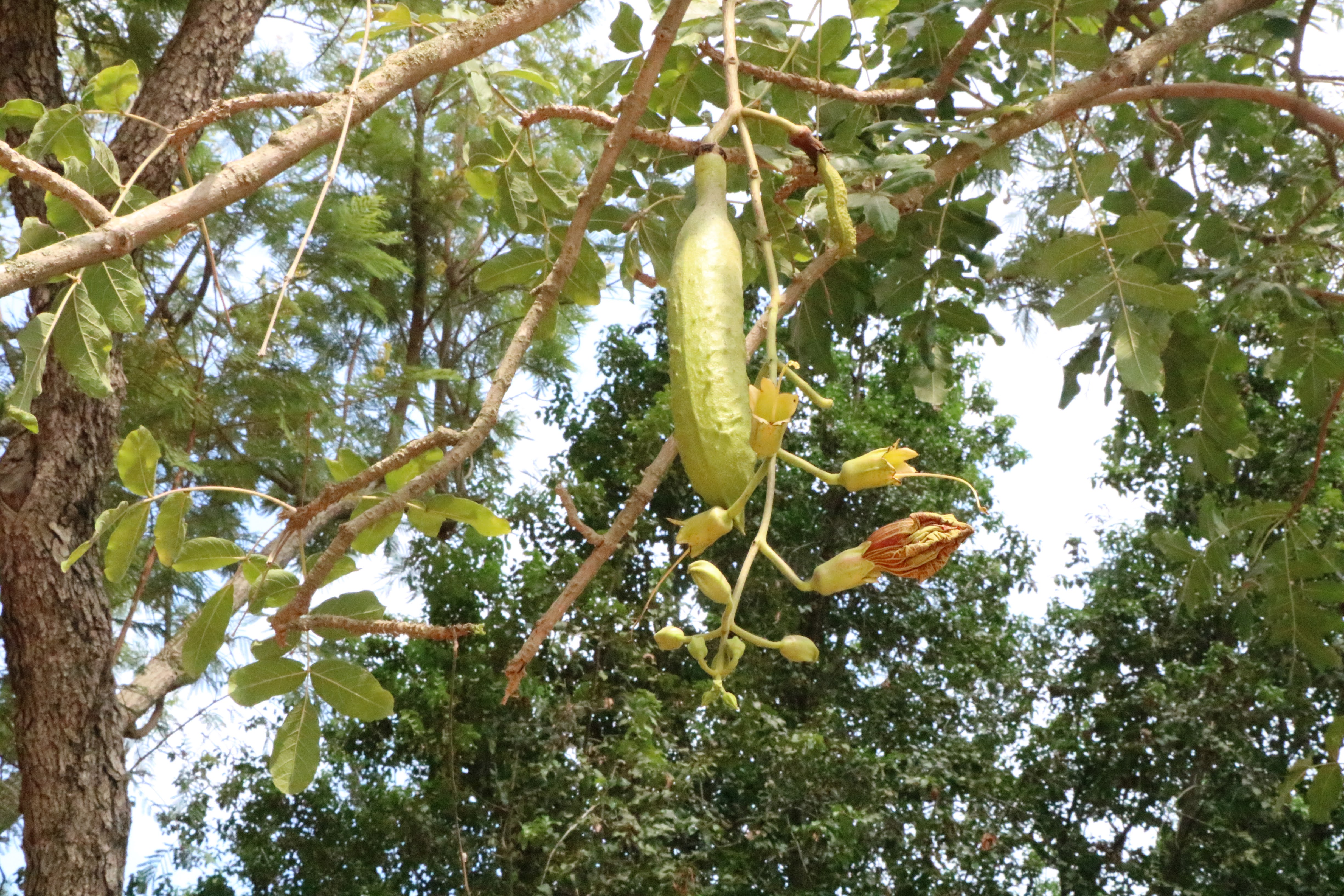 Kigelia